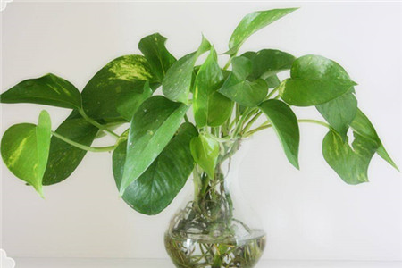 水培绿萝怎么改土培