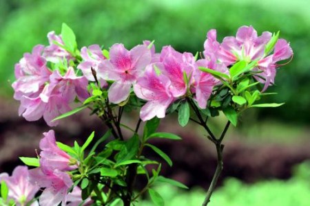 让杜鹃花勤开花的秘诀