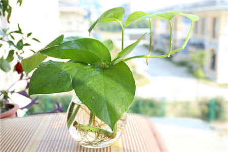 水培绿萝怎么改土培