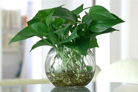 水培绿萝怎么改土培