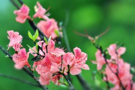 让杜鹃花勤开花的秘诀