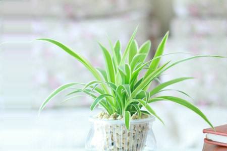 吊兰放客厅风水好吗