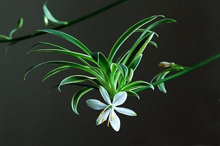 吊兰放客厅风水好吗