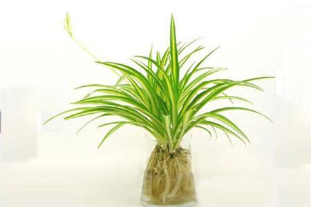 吊兰放客厅风水好吗