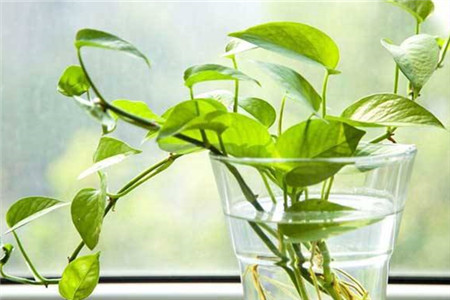 水培绿萝怎么养才茂盛