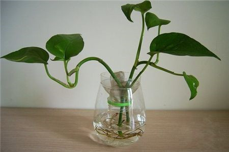 水培绿萝怎么养才茂盛