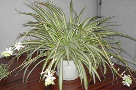 金边吊兰多久浇一次水