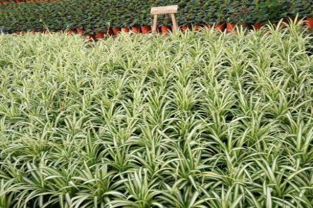 金边吊兰多久浇一次水