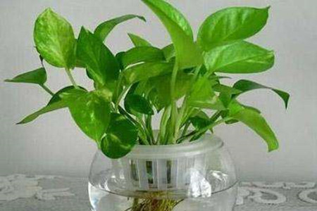 水培绿萝烂根解决办法
