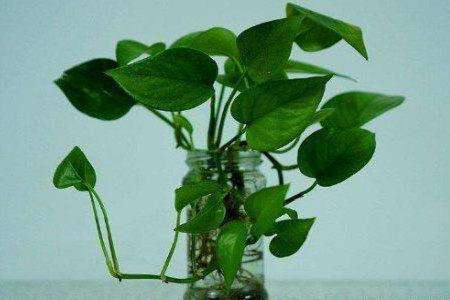 水培绿萝烂根解决办法