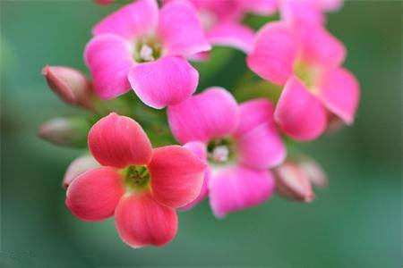 长寿花枯萎了怎么剪