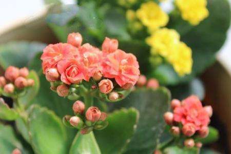 长寿花枯萎了怎么剪