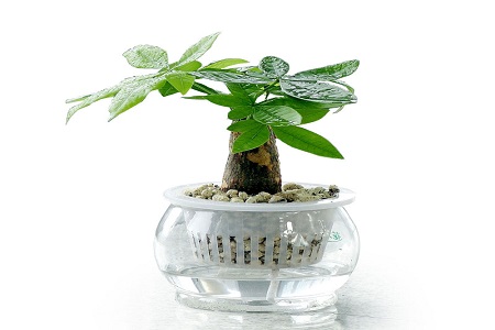 发财树能够扦插水培吗