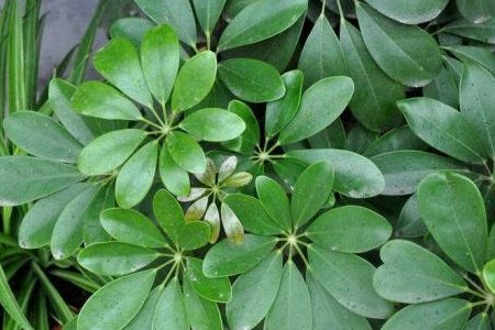 发财树能够扦插水培吗