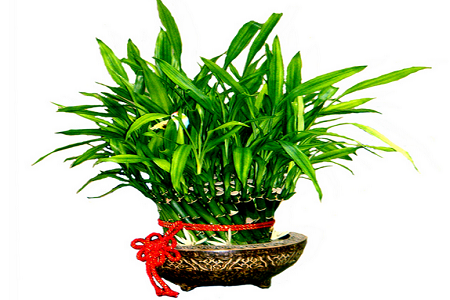 富贵竹怎么养才会更茂盛