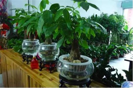 发财树能够扦插水培吗