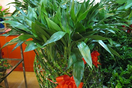 富贵竹怎么养才会更茂盛