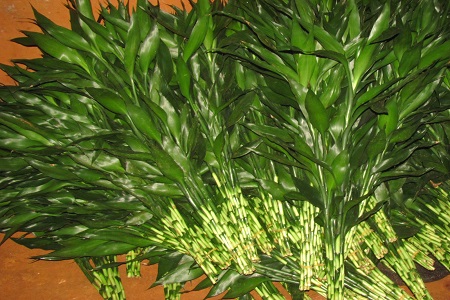 富贵竹怎么养才会更茂盛