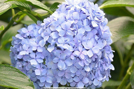 什么!它们不可以家养?10种经常遇见的有毒植物