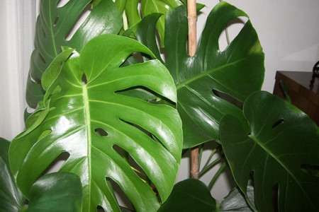 什么!它们不可以家养?10种经常遇见的有毒植物