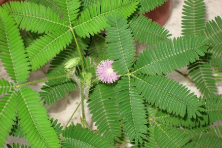 什么!它们不可以家养?10种经常遇见的有毒植物