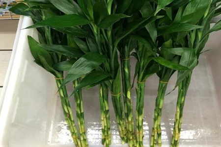 发财竹和富贵竹一样吗