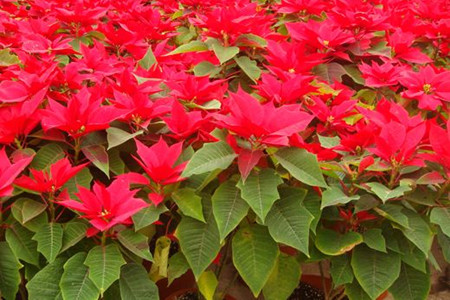 什么!它们不可以家养?10种经常遇见的有毒植物