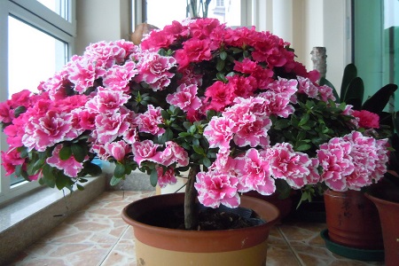 北方怎么养杜鹃花