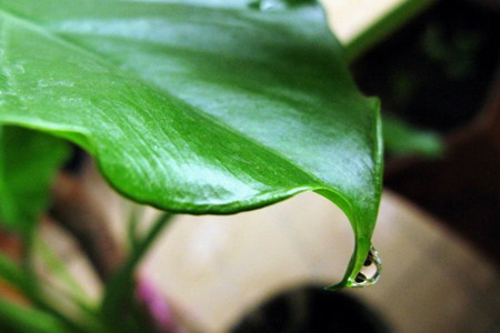 什么!它们不可以家养?10种经常遇见的有毒植物