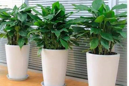 什么!它们不可以家养?10种经常遇见的有毒植物