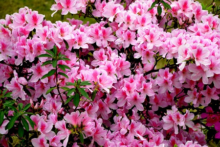 北方怎么养杜鹃花