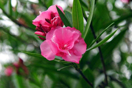 什么!它们不可以家养?10种经常遇见的有毒植物