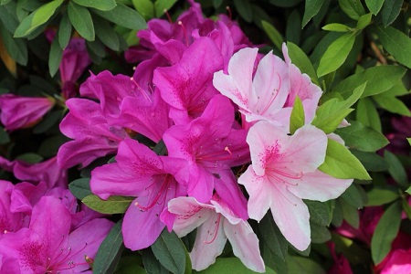 北方怎么养杜鹃花