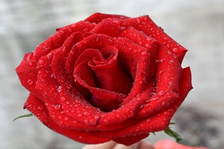 玫瑰花送几朵代表什么