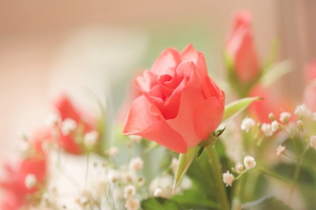 玫瑰花送几朵代表什么