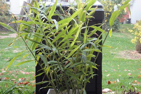 家里的生姜忘了吃,竟然发芽了!别担心做成的盆栽美翻你!