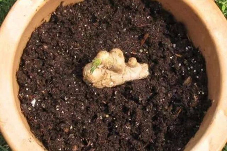 家里的生姜忘了吃,竟然发芽了!别担心做成的盆栽美翻你!