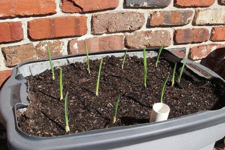 家里的生姜忘了吃,竟然发芽了!别担心做成的盆栽美翻你!