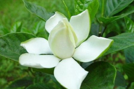 栀子花的寓意和象征