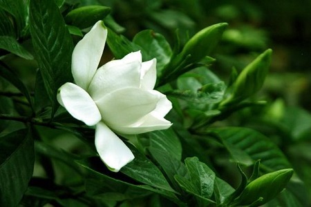 栀子花的寓意和象征