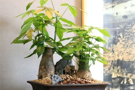 发财树不同的季节怎么养护？发财树在四季浇水有不同讲究