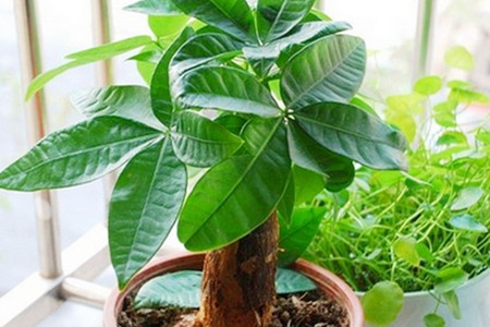 发财树不同的季节怎么养护？发财树在四季浇水有不同讲究