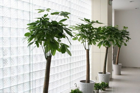 发财树不同的季节怎么养护？发财树在四季浇水有不同讲究