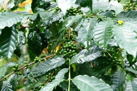 盆栽咖啡怎么开花结果？这样子种植可以收获饱满的咖啡豆！