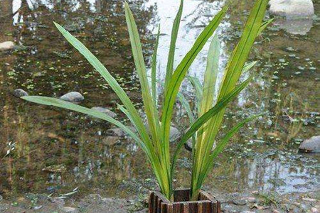 剑兰怎么养护才能绽放?剑兰养殖5步走