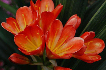 剑兰怎么养护才能绽放?剑兰养殖5步走