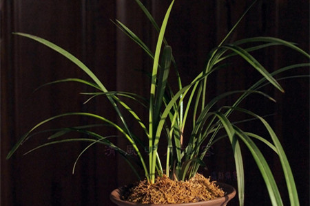 剑兰怎么养护才能绽放?剑兰养殖5步走