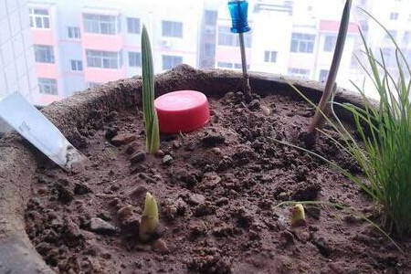 剑兰怎么养护才能绽放?剑兰养殖5步走