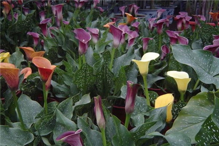 马蹄莲夏天怎么养