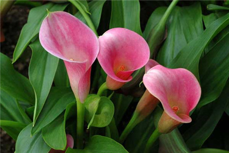 马蹄莲夏天怎么养